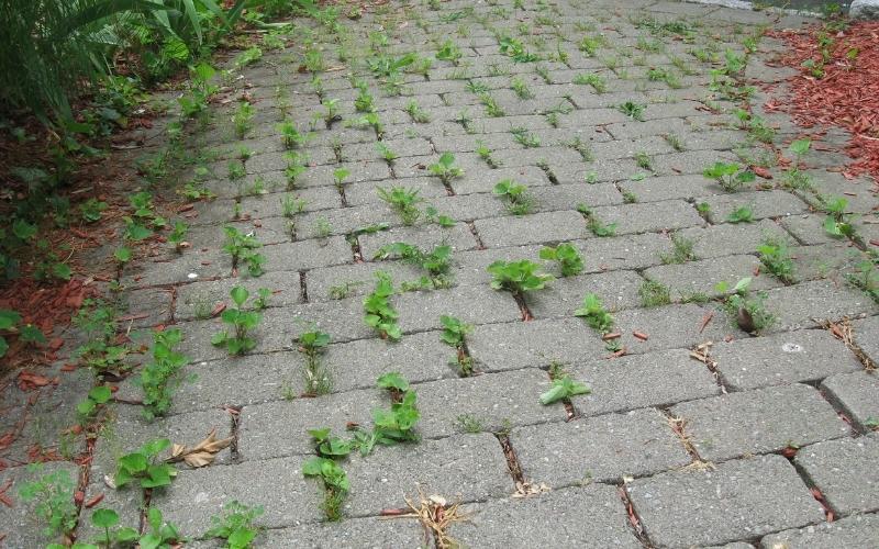 weeds grow in paver
